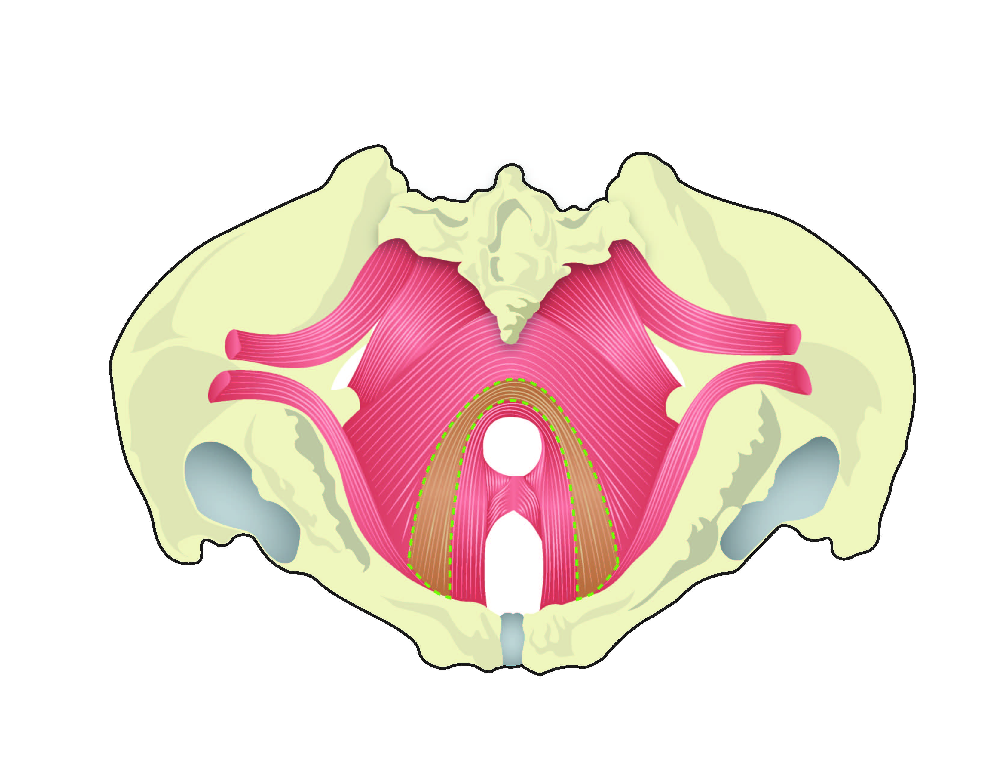 Cartoon_and_anatomy_Page_7